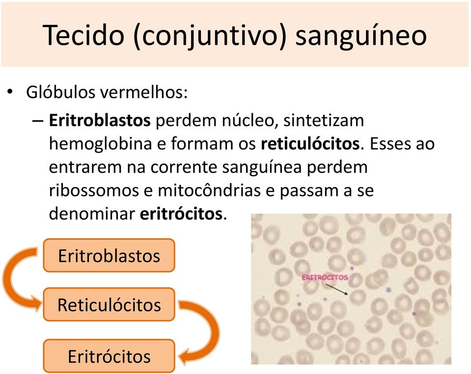 Esses ao entrarem na corrente sanguínea perdem ribossomos e