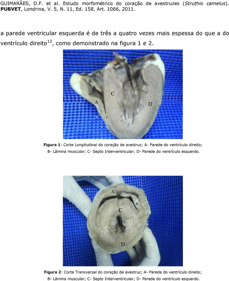 B A C D Figura 1: Corte Longitudinal do coração de avestruz; A- Parede do ventrículo direito; B- Lâmina muscular; C-
