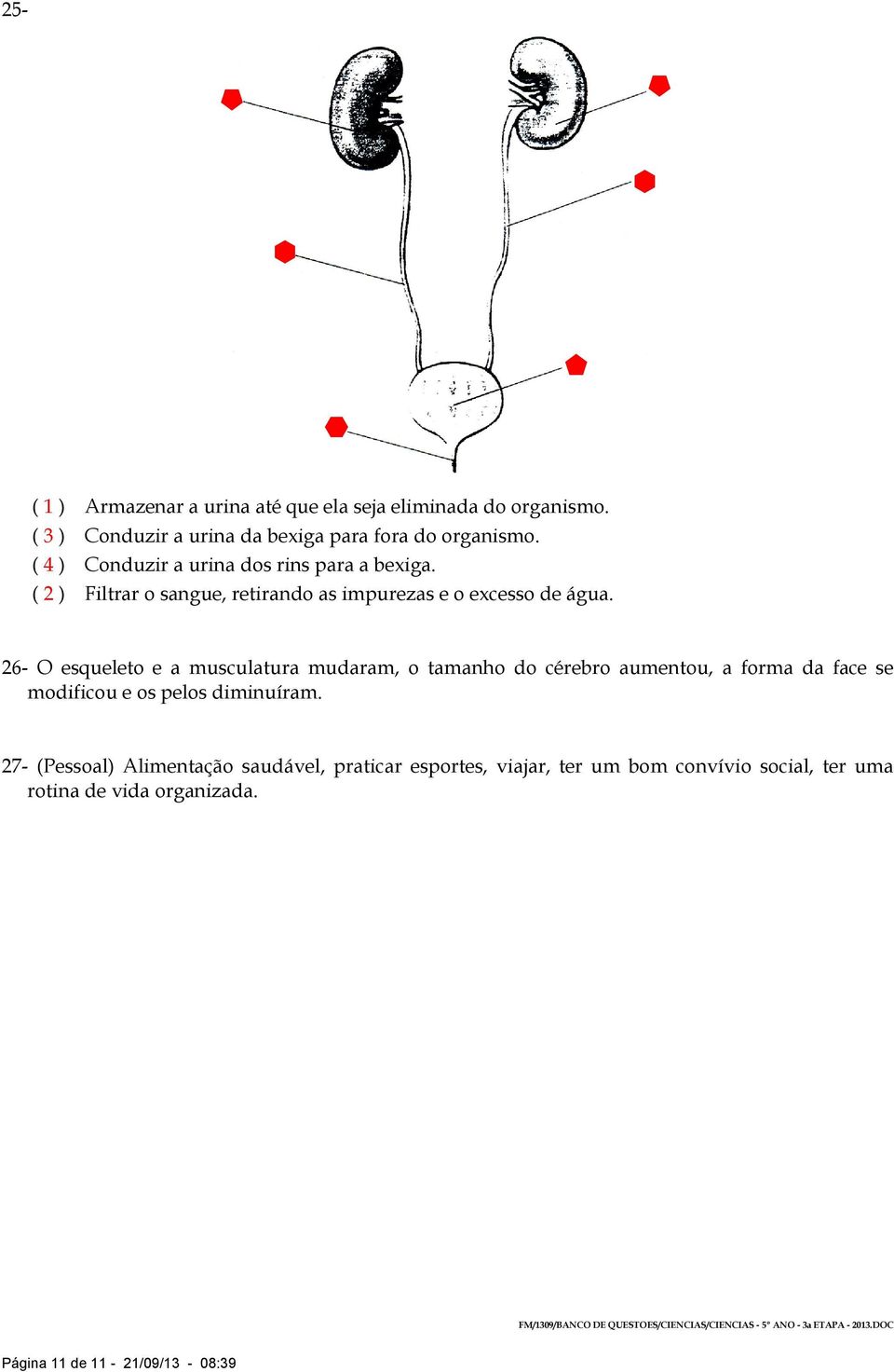 26- O esqueleto e a musculatura mudaram, o tamanho do cérebro aumentou, a forma da face se modificou e os pelos diminuíram.