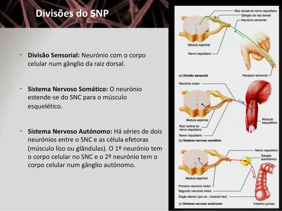 Sistema Nervoso Autónomo: Há séries de dois neurónios entre o SNC e as célula efetoras (músculo