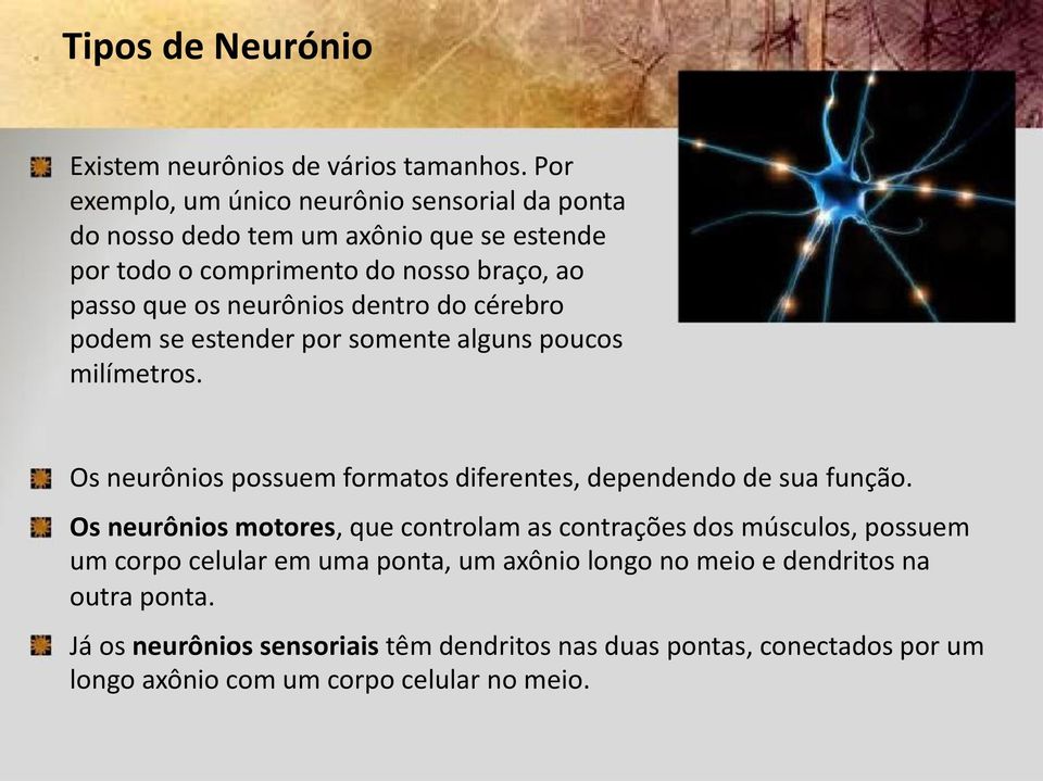 dentro do cérebro podem se estender por somente alguns poucos milímetros. Os neurônios possuem formatos diferentes, dependendo de sua função.