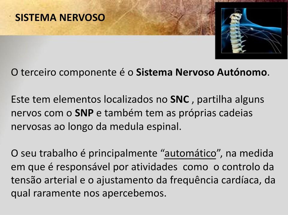 cadeias nervosas ao longo da medula espinal.