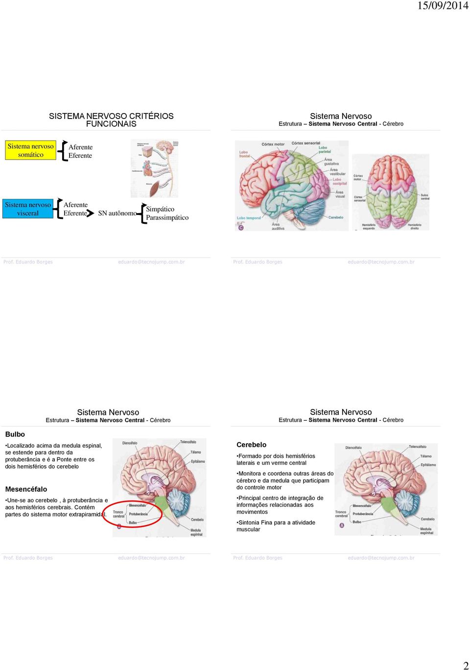 à protuberância e aos hemisférios cerebrais. Contém partes do sistema motor extrapiramidal.