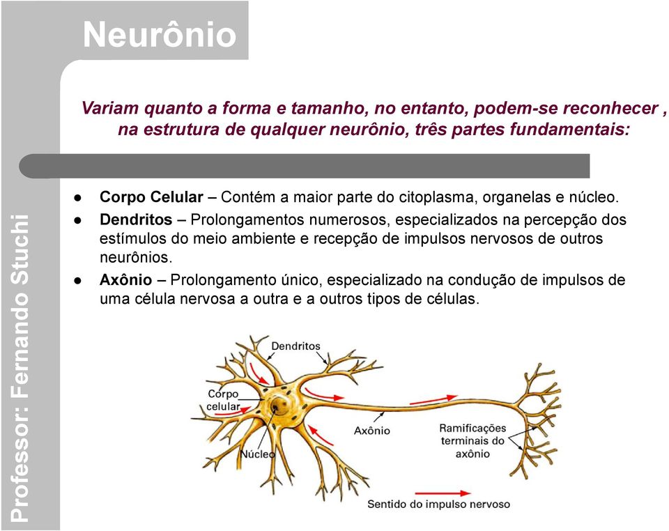 Dendritos Prolongamentos numerosos, especializados na percepção dos estímulos do meio ambiente e recepção de impulsos