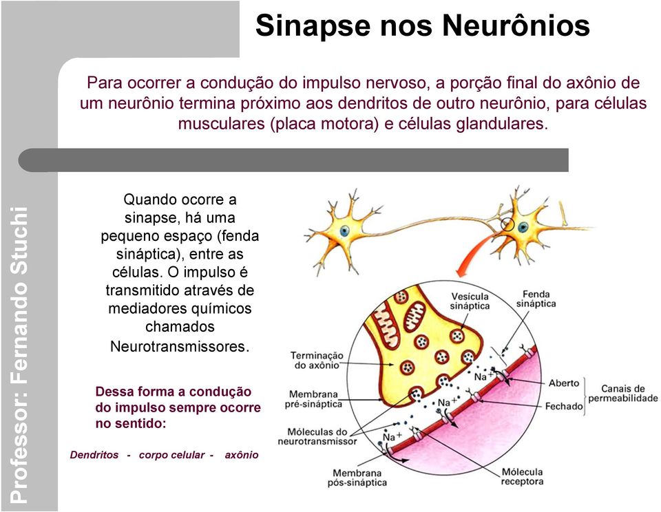 Quando ocorre a sinapse, há uma pequeno espaço (fenda sináptica), entre as células.