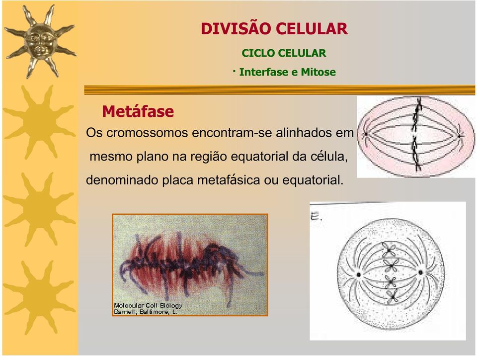 um mesmo plano na região equatorial da