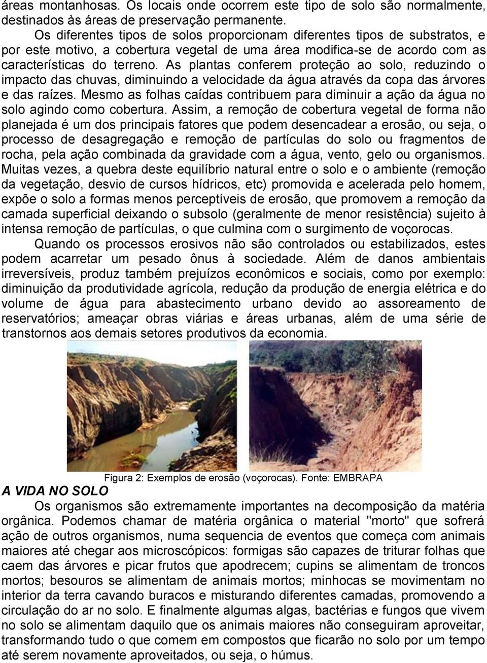 As plantas conferem proteção ao solo, reduzindo o impacto das chuvas, diminuindo a velocidade da água através da copa das árvores e das raízes.