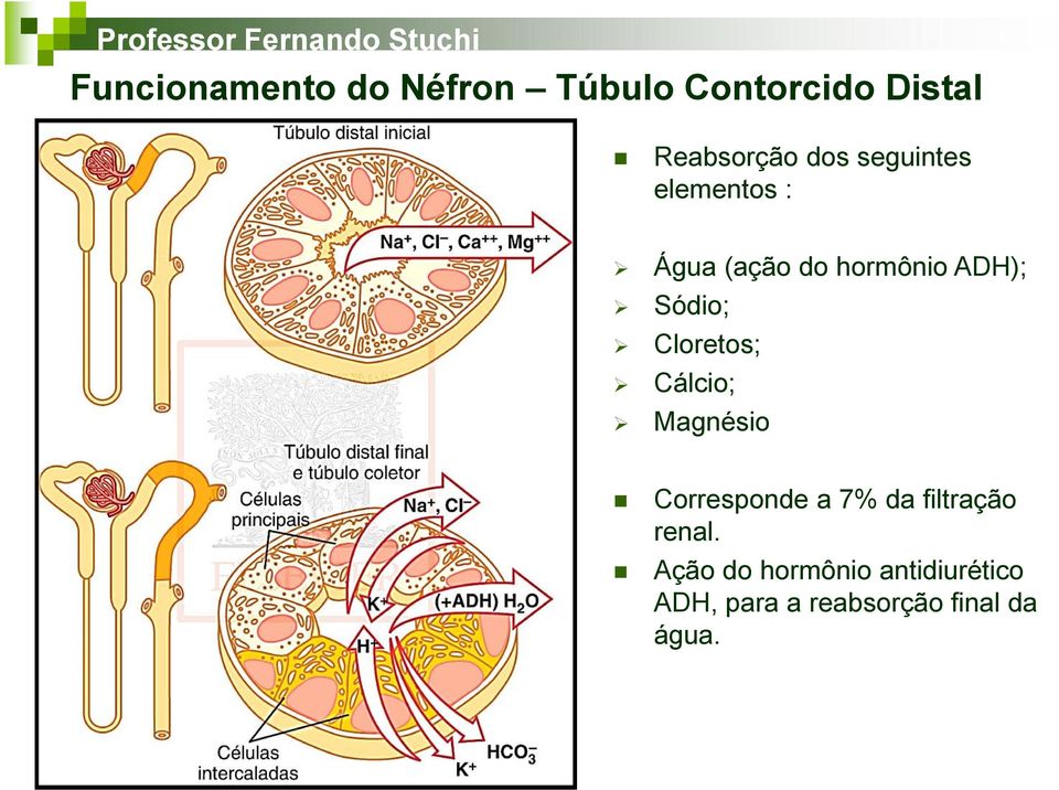 Cloretos; Cálcio; Magnésio Corresponde a 7% da filtração renal.