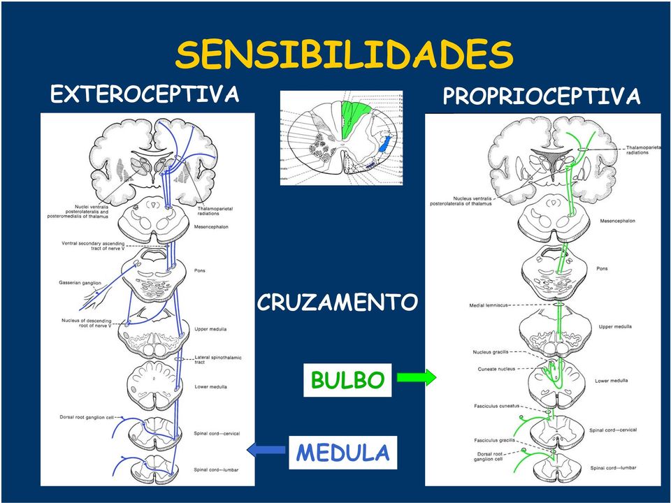 PROPRIOCEPTIVA