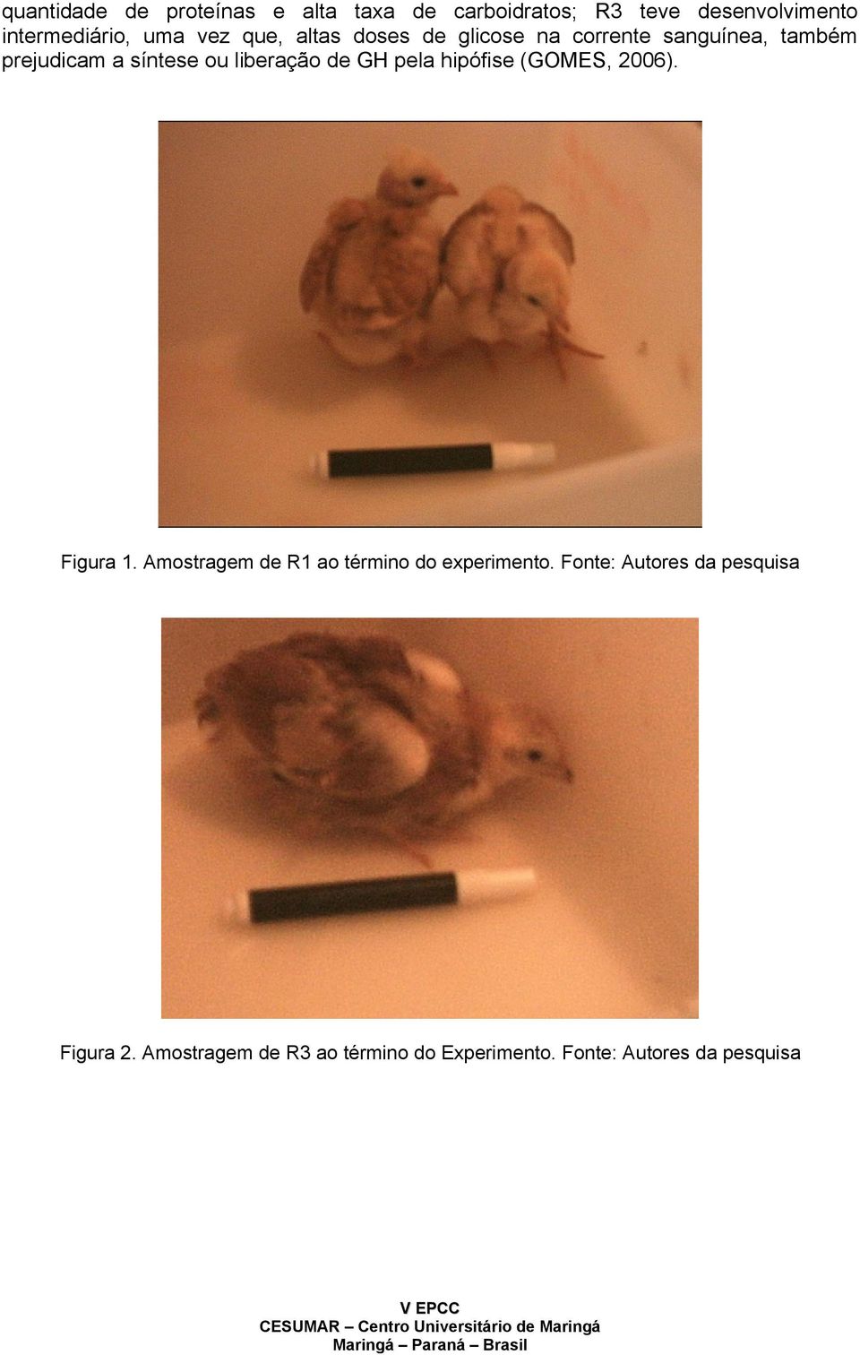 de GH pela hipófise (GOMES, 2006). Figura 1. Amostragem de R1 ao término do experimento.