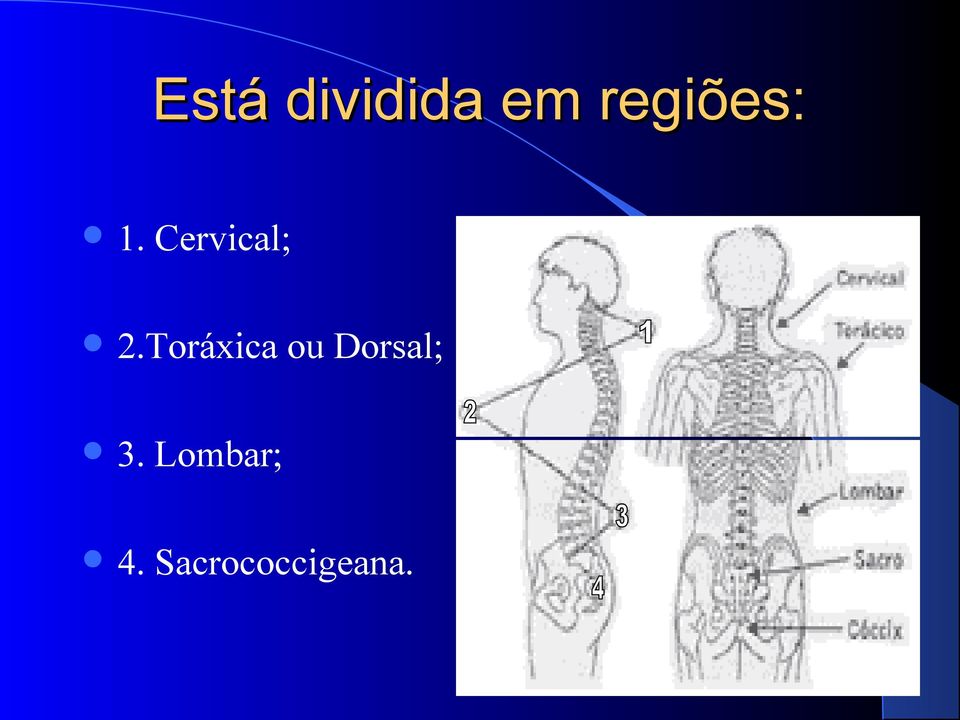 Cervical; 2.