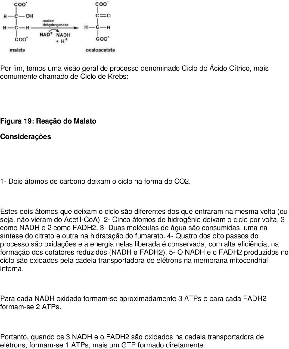 2- Cinco átomos de hidrogênio deixam o ciclo por volta, 3 como NADH e 2 como FADH2. 3- Duas moléculas de água são consumidas, uma na síntese do citrato e outra na hidratação do fumarato.