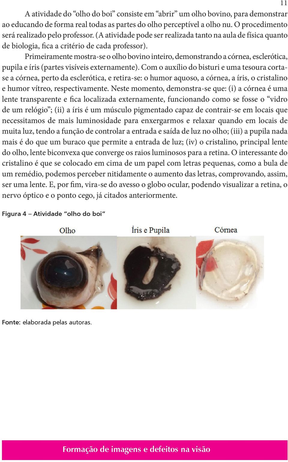 Primeiramente mostra-se o olho bovino inteiro, demonstrando a córnea, esclerótica, pupila e íris (partes visíveis externamente).