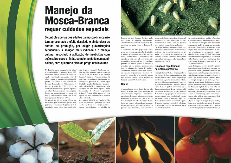 A solução mais indicada é o manejo cultural associado à aplicação de inseticidas com ação sobre ovos e ninfas, complementada com adulticidas, para quebrar o ciclo da praga nas lavouras No Brasil a