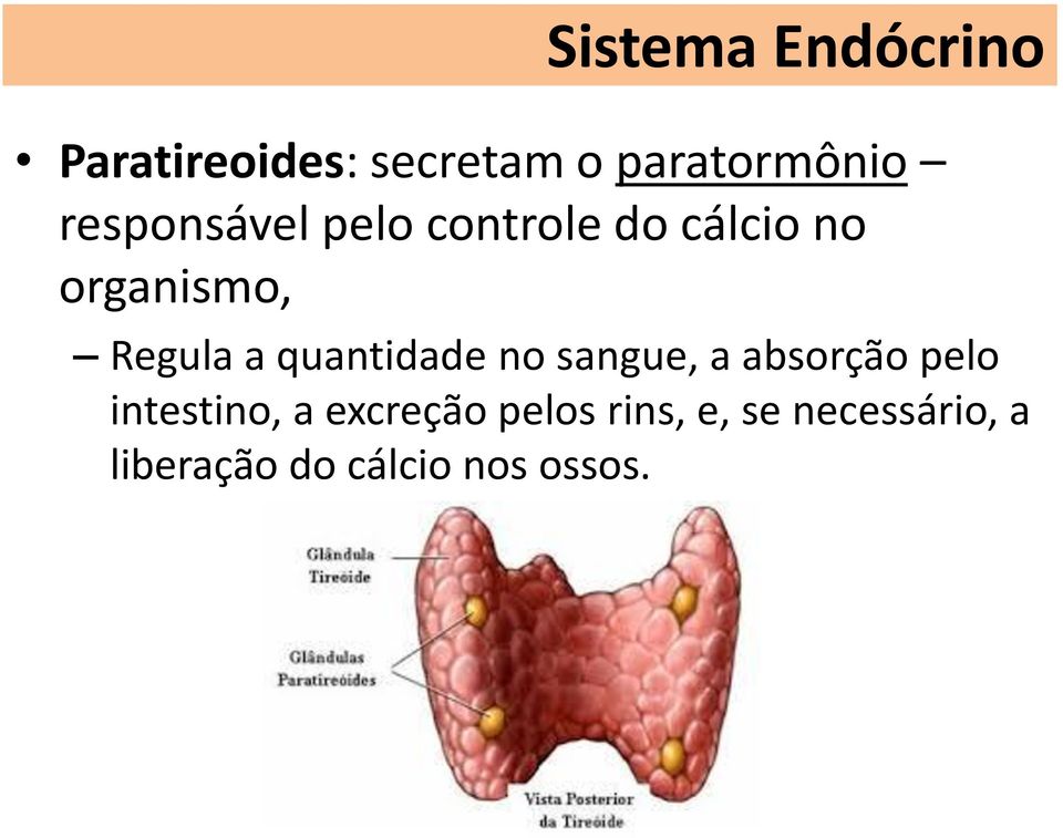 quantidade no sangue, a absorção pelo intestino, a excreção