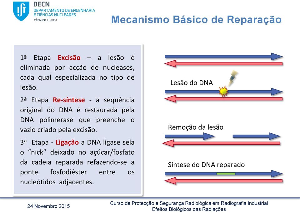 2ª Etapa Re-síntese - a sequência original do DNA é restaurada pela DNA polimerase que preenche o vazio criado pela
