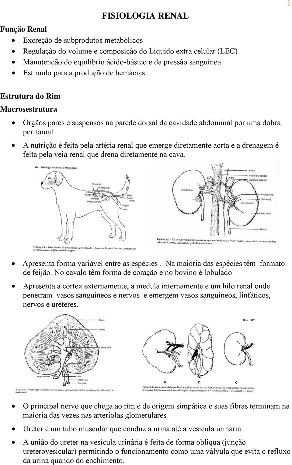 emerge diretamente aorta e a drenagem é feita pela veia renal que drena diretamente na cava. Apresenta forma variável entre as espécies. Na maioria das espécies têm formato de feijão.