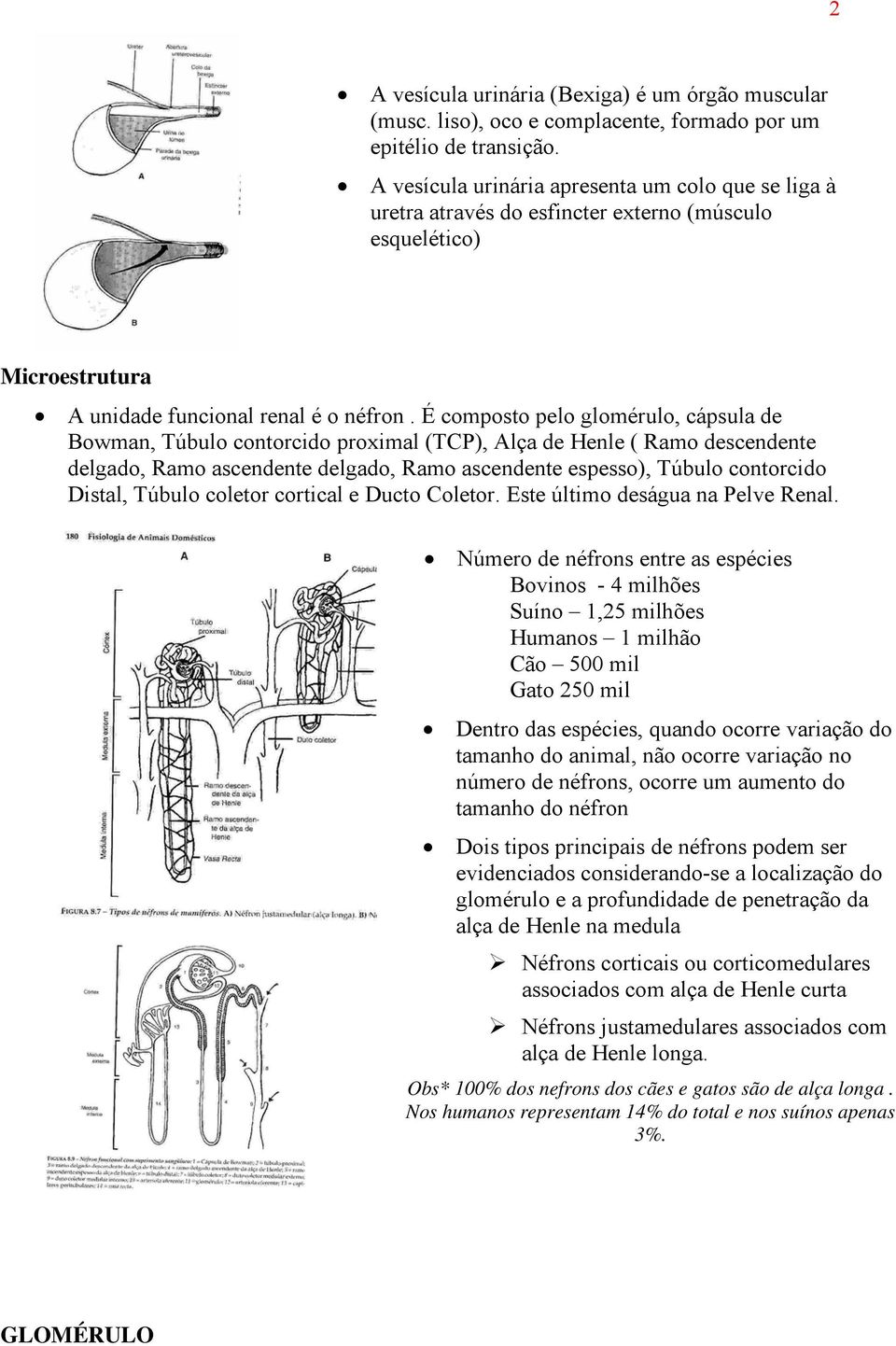 É composto pelo glomérulo, cápsula de Bowman, Túbulo contorcido proximal (TCP), Alça de Henle ( Ramo descendente delgado, Ramo ascendente delgado, Ramo ascendente espesso), Túbulo contorcido Distal,