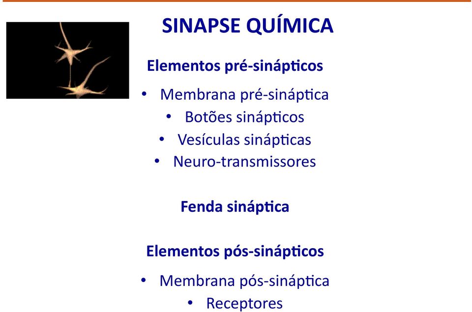 Vesículas sinápbcas Neuro- transmissores Fenda