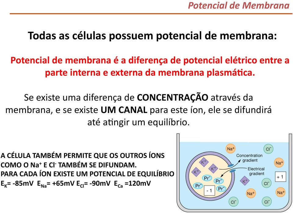 Se existe uma diferença de CONCENTRAÇÃO através da membrana, e se existe UM CANAL para este íon, ele se difundirá até abngir