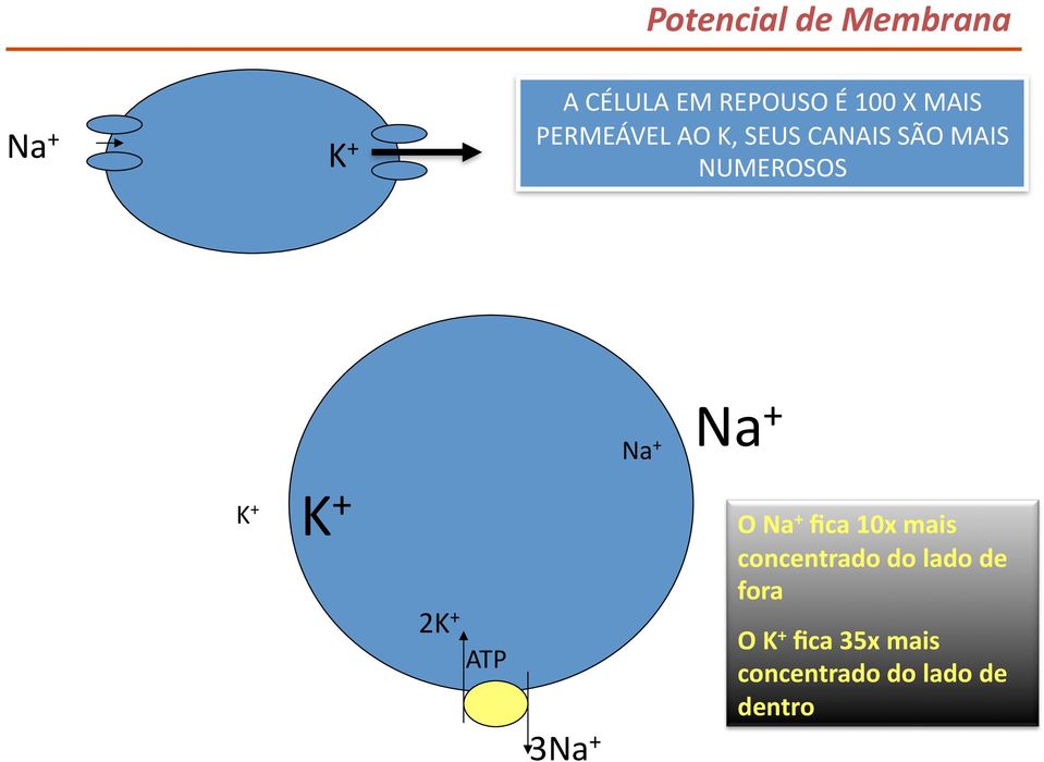 + K + K + 2K + ATP 3Na + O Na + fica 10x mais concentrado do