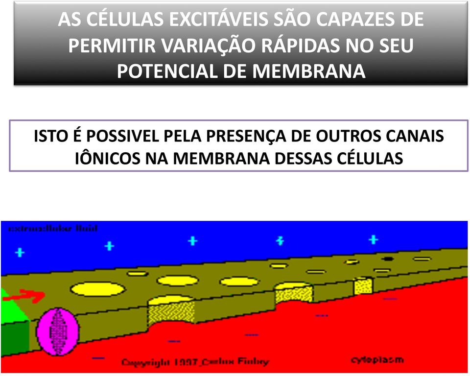 DE MEMBRANA ISTO É POSSIVEL PELA PRESENÇA