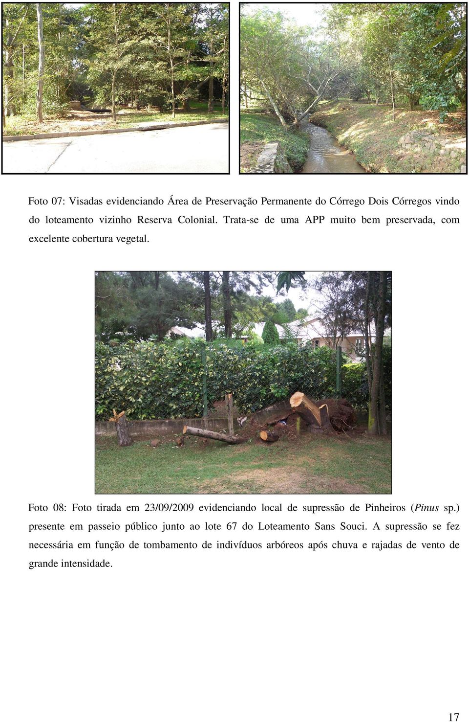 Foto 08: Foto tirada em 23/09/2009 evidenciando local de supressão de Pinheiros (Pinus sp.