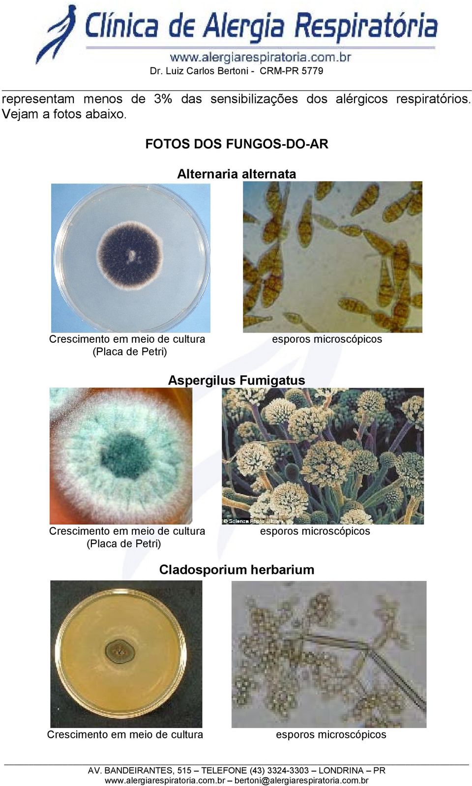 esporos microscópicos Aspergilus Fumigatus Crescimento em meio de cultura (Placa de Petri)