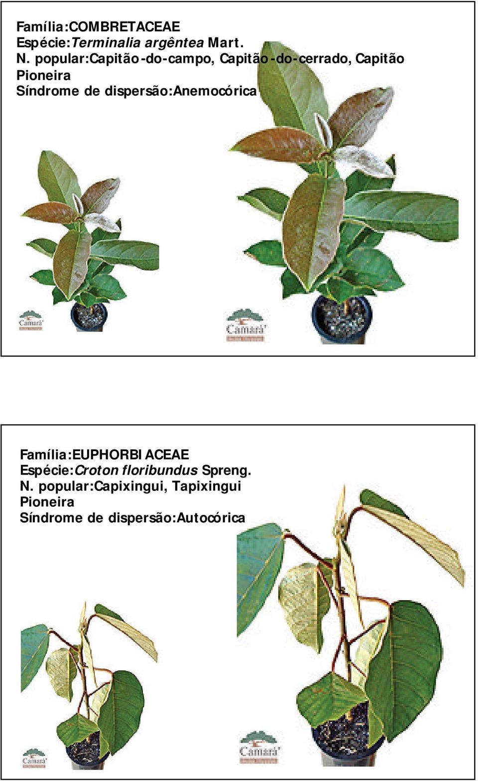 Família:EUPHORBIACEAE Espécie:Croton floribundus Spreng. N.
