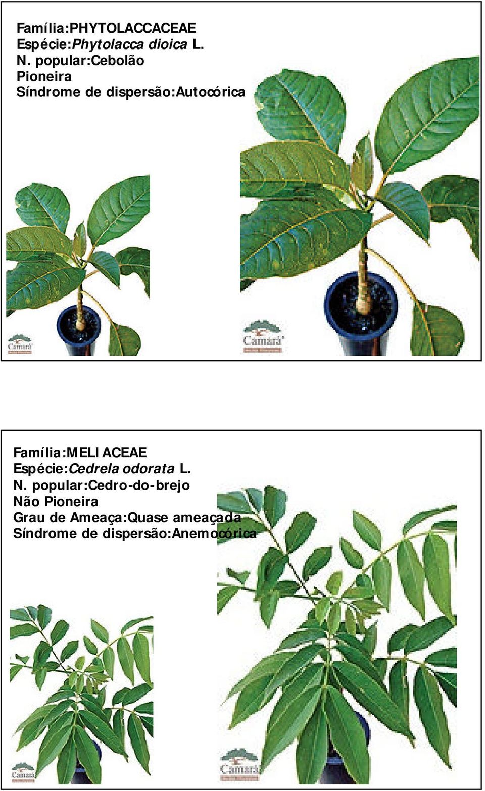 dispersão:autocórica Família:MELIACEAE