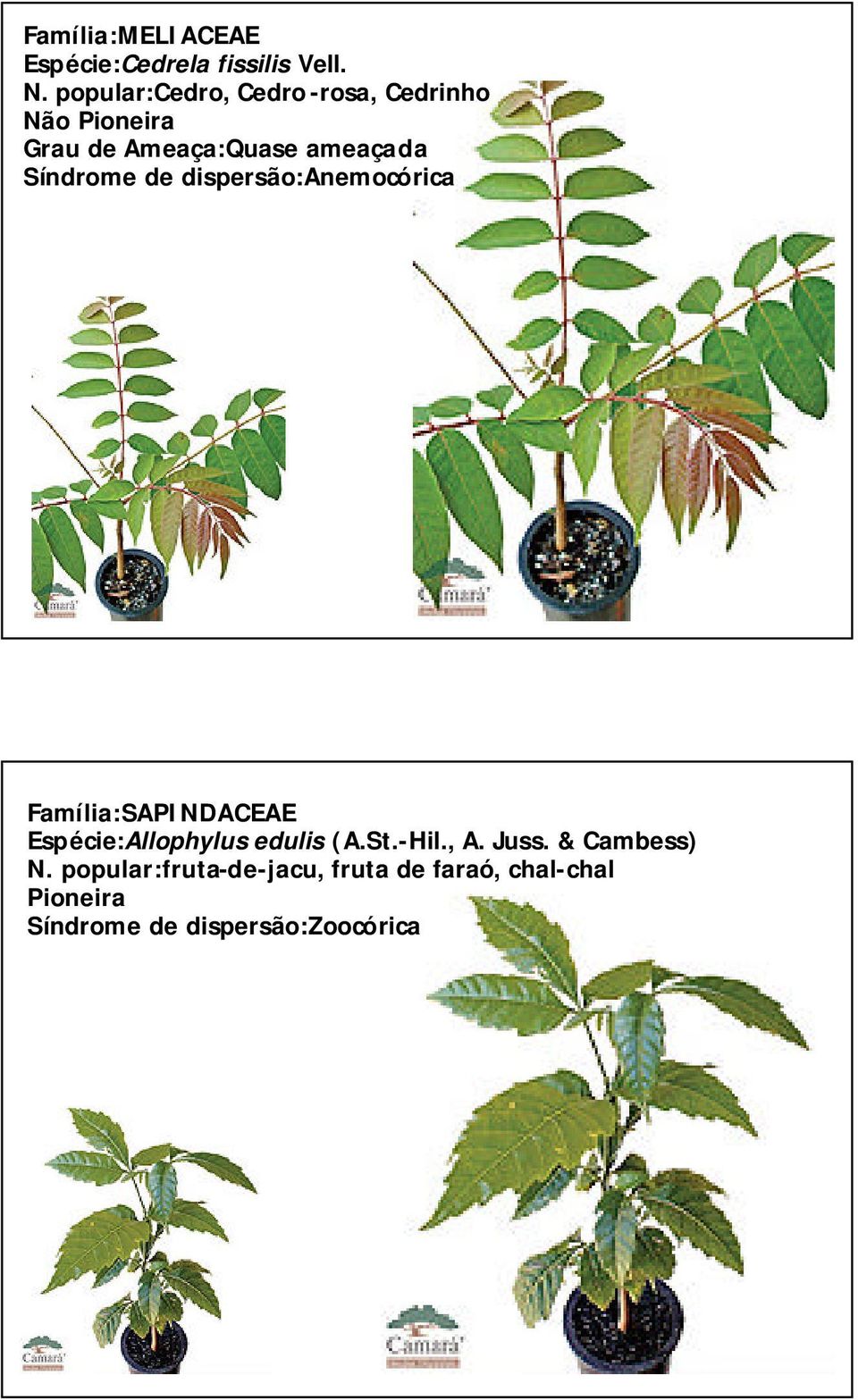 ameaçada Família:SAPINDACEAE Espécie:Allophylus edulis (A.St.