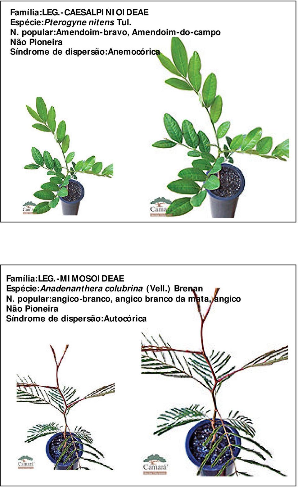 -MIMOSOIDEAE Espécie:Anadenanthera colubrina (Vell.) Brenan N.