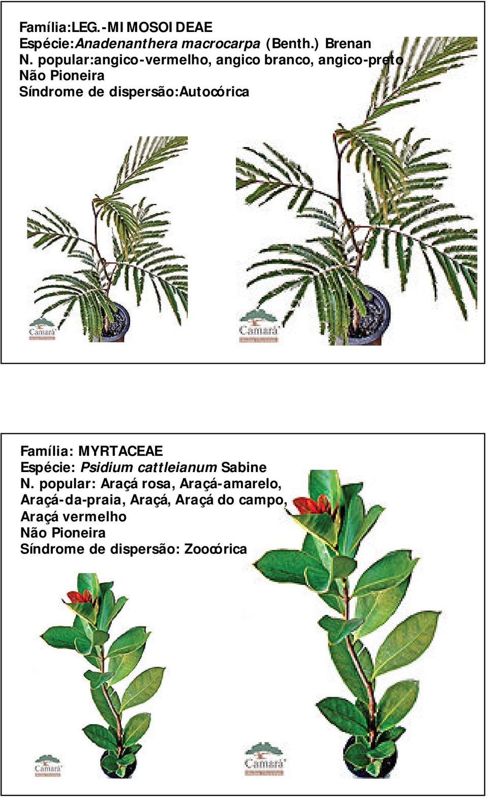 Família: MYRTACEAE Espécie: Psidium cattleianum Sabine N.
