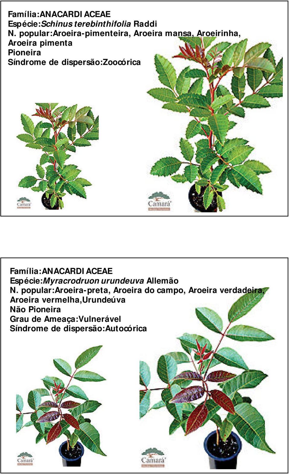 Família:ANACARDIACEAE Espécie:Myracrodruon urundeuva Allemão N.