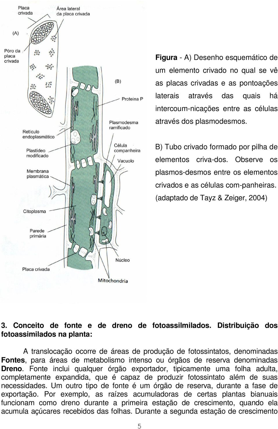 Conceito de fonte e de dreno de fotoassilmilados.