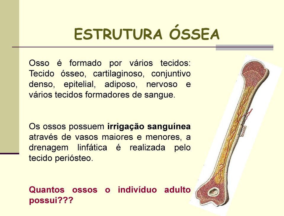 Os ossos possuem irrigação sanguínea através de vasos maiores e menores, a drenagem