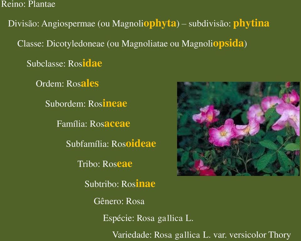 Subordem: Rosineae Família: Rosaceae Subfamília: Rosoideae Tribo: Roseae Subtribo: