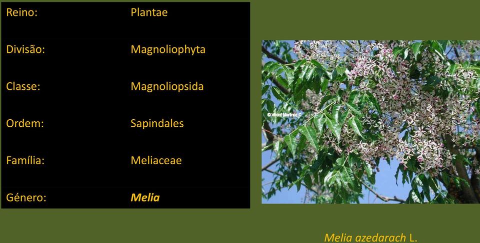 Magnoliopsida Ordem: Sapindales