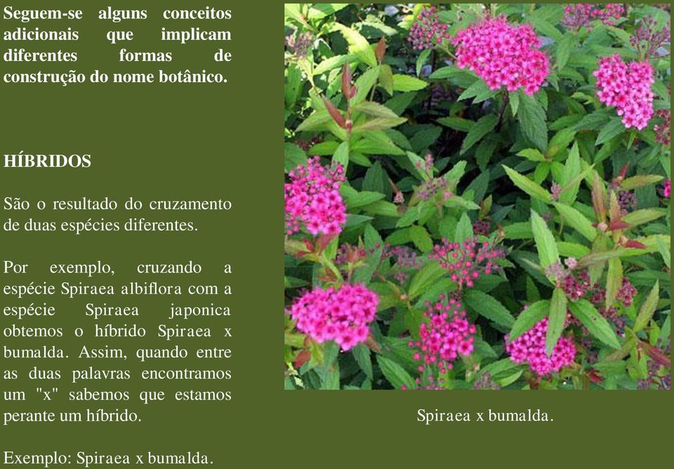 Por exemplo, cruzando a espécie Spiraea albiflora com a espécie Spiraea japonica obtemos o híbrido Spiraea