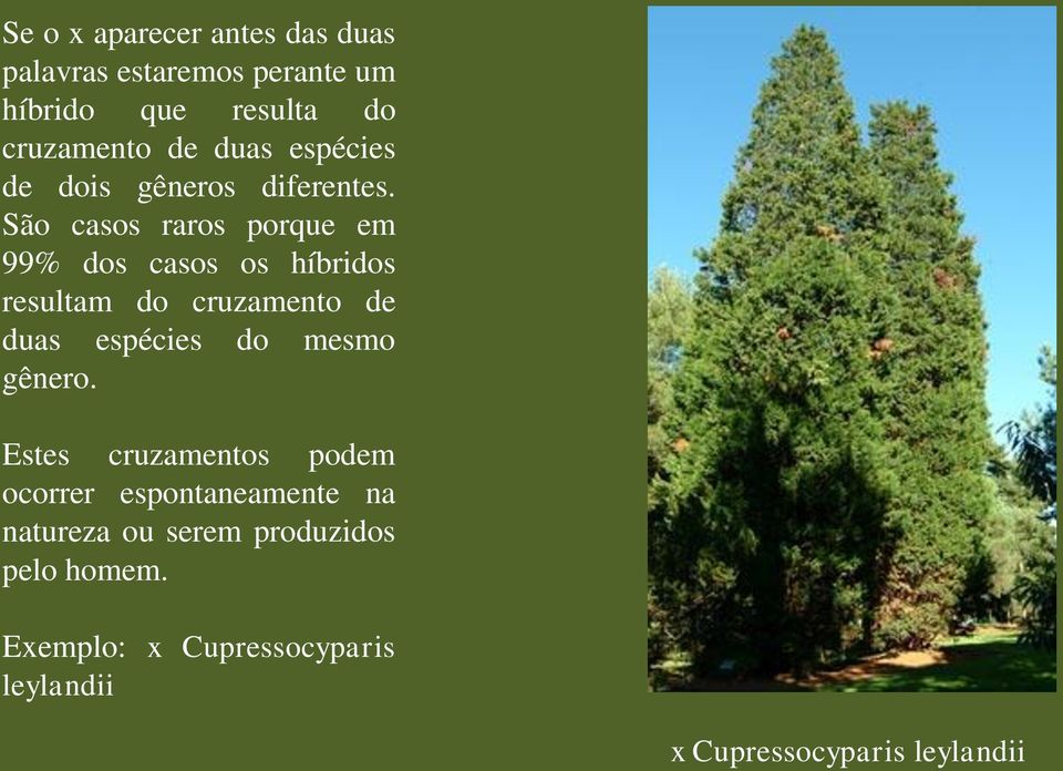 São casos raros porque em 99% dos casos os híbridos resultam do cruzamento de duas espécies do mesmo