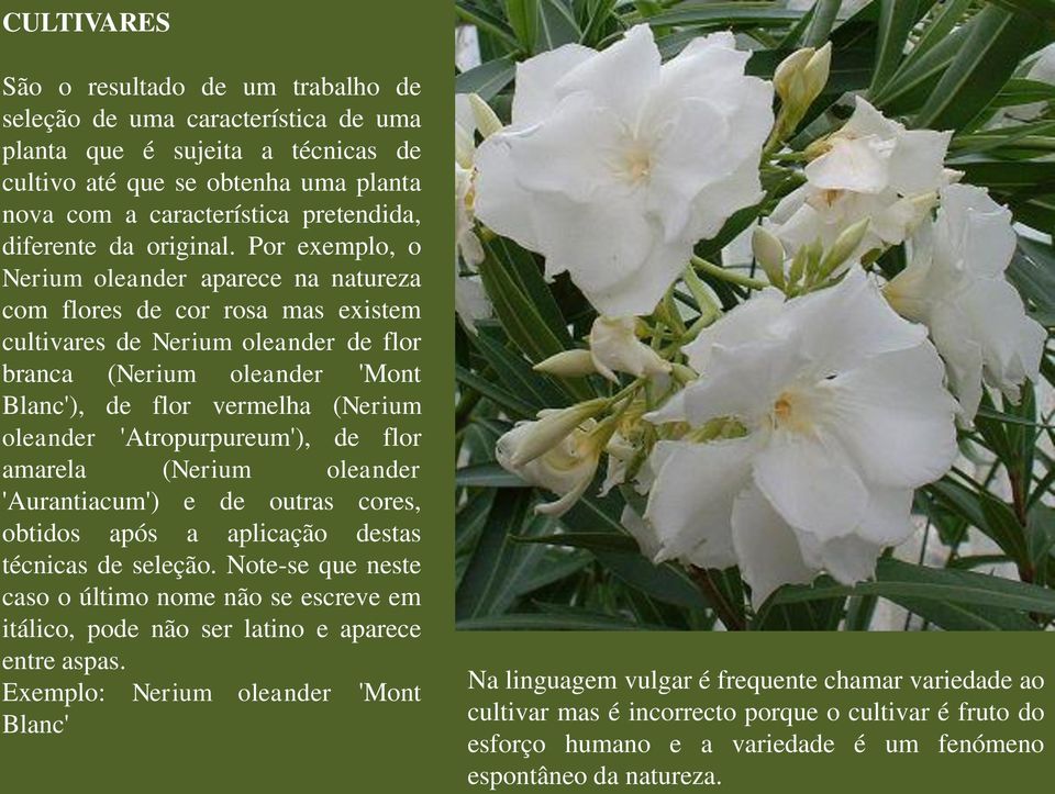 Por exemplo, o Nerium oleander aparece na natureza com flores de cor rosa mas existem cultivares de Nerium oleander de flor branca (Nerium oleander 'Mont Blanc'), de flor vermelha (Nerium oleander