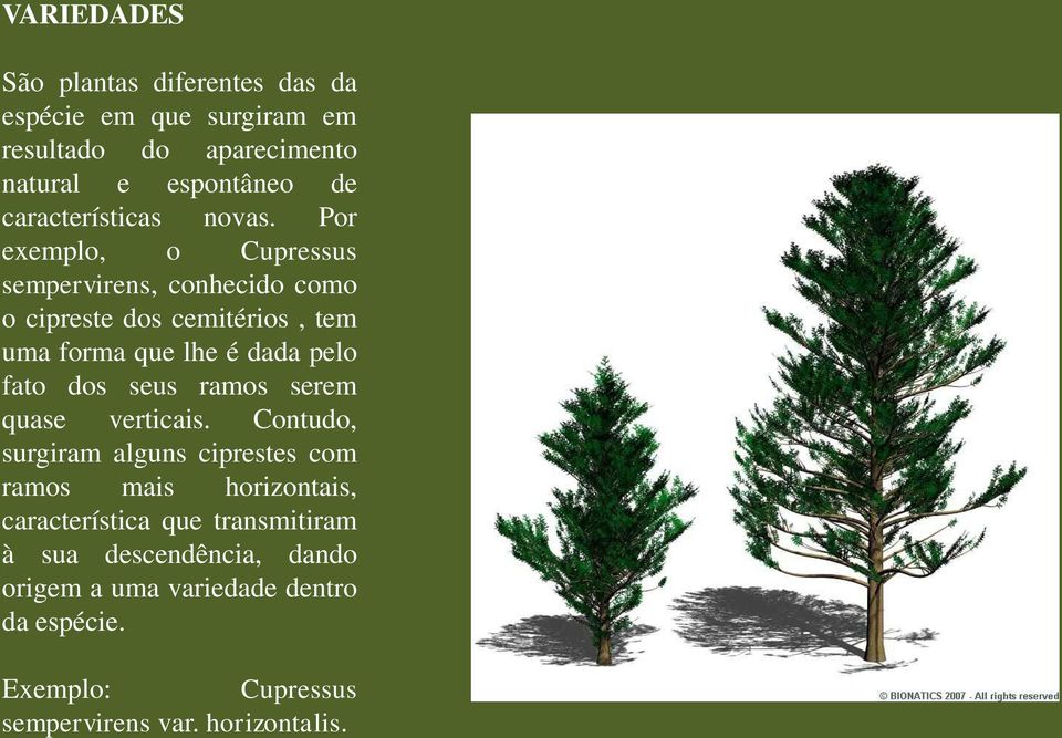 Por exemplo, o Cupressus sempervirens, conhecido como o cipreste dos cemitérios, tem uma forma que lhe é dada pelo fato dos