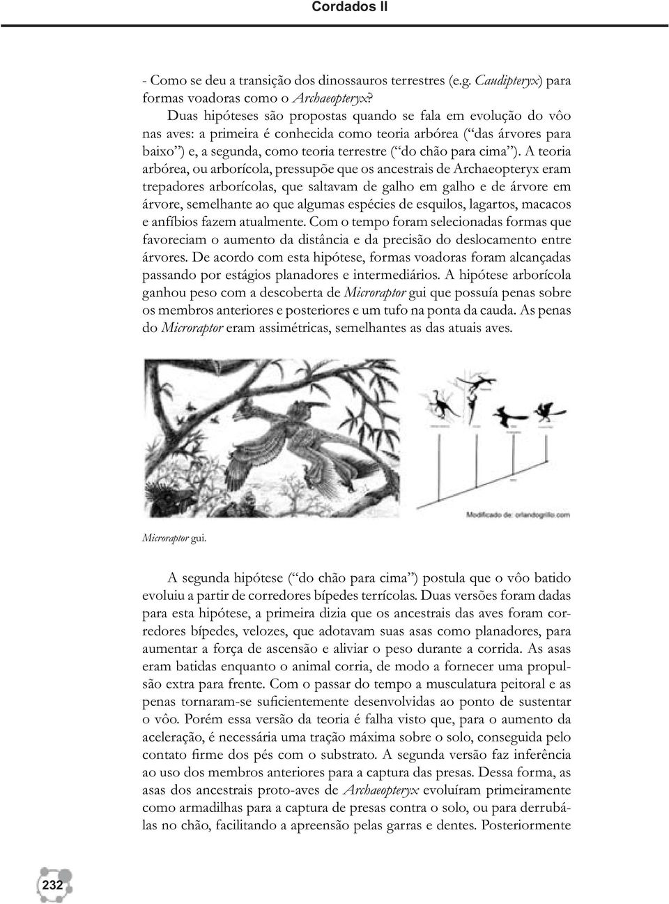 ). A teoria arbórea, ou arborícola, pressupõe que os ancestrais de Archaeopteryx eram trepadores arborícolas, que saltavam de galho em galho e de árvore em árvore, semelhante ao que algumas espécies