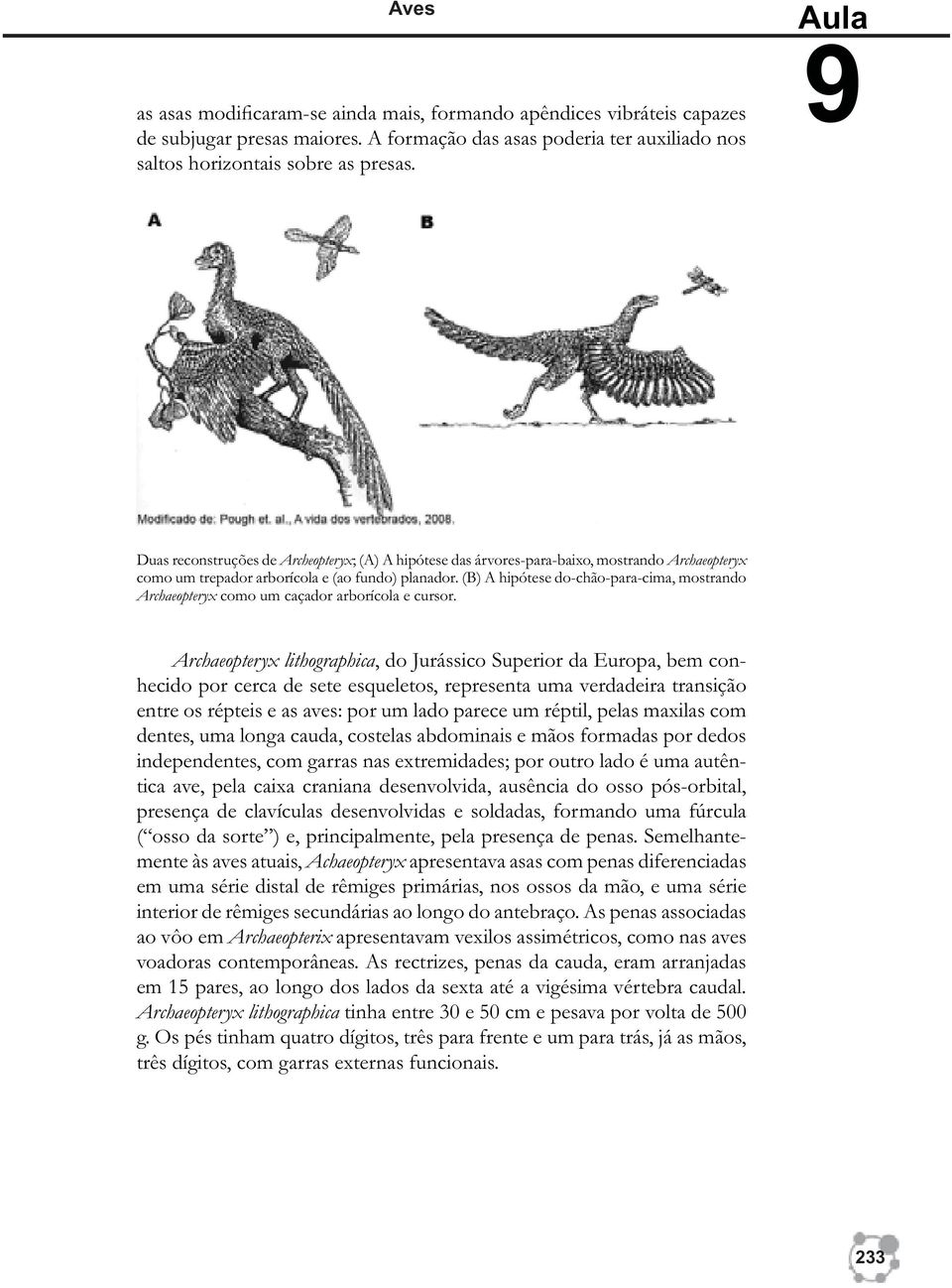 (B) A hipótese do-chão-para-cima, mostrando Archaeopteryx como um caçador arborícola e cursor.