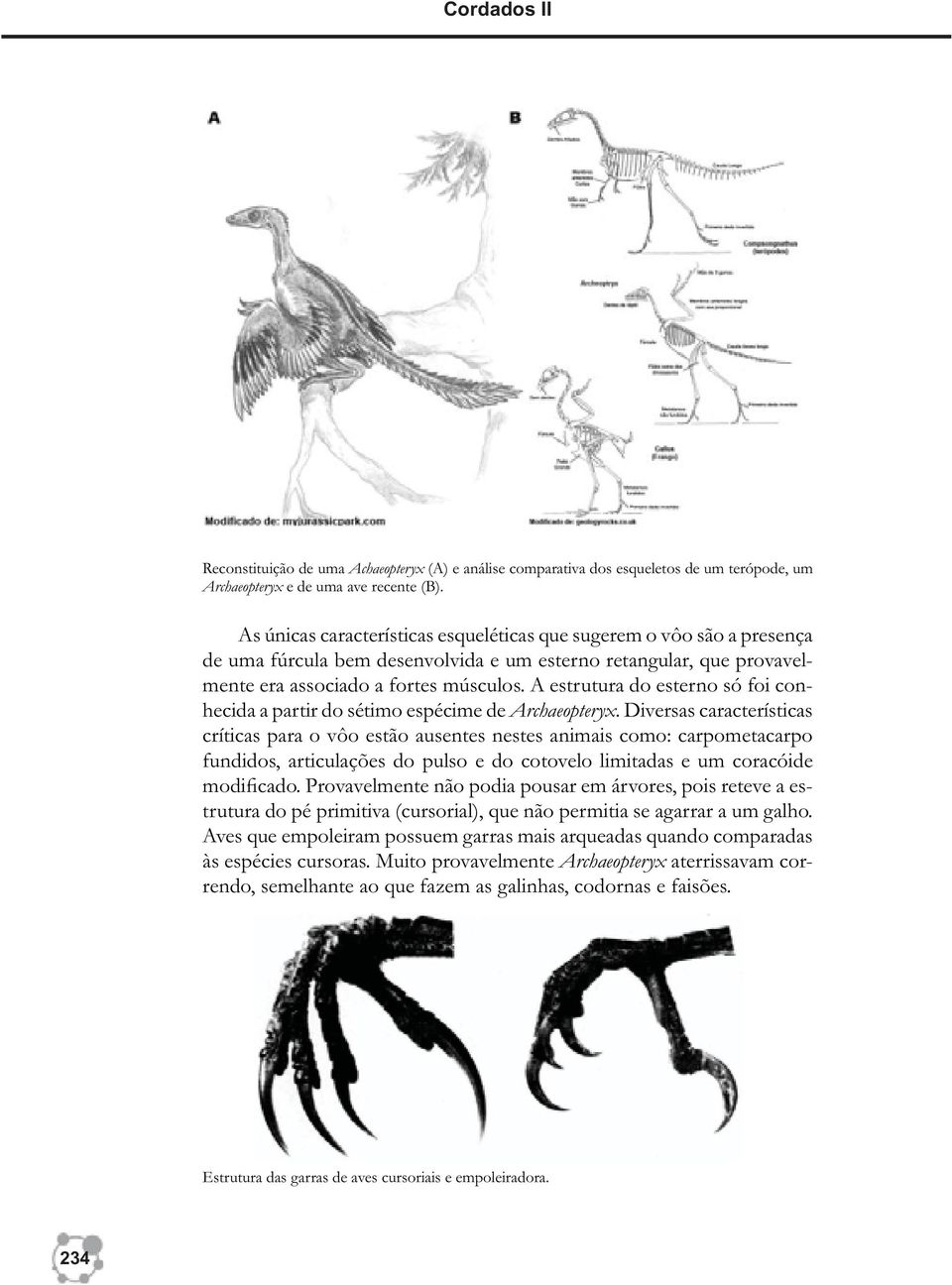 A estrutura do esterno só foi conhecida a partir do sétimo espécime de Archaeopteryx.