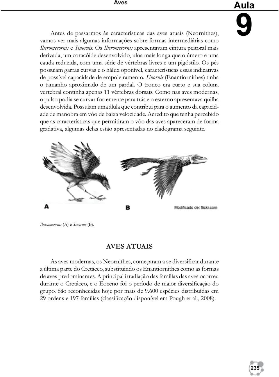 Os pés possuíam garras curvas e o hálux oponível, características essas indicativas de possível capacidade de empoleiramento. Sinornis (Enantiornithes) tinha o tamanho aproximado de um pardal.