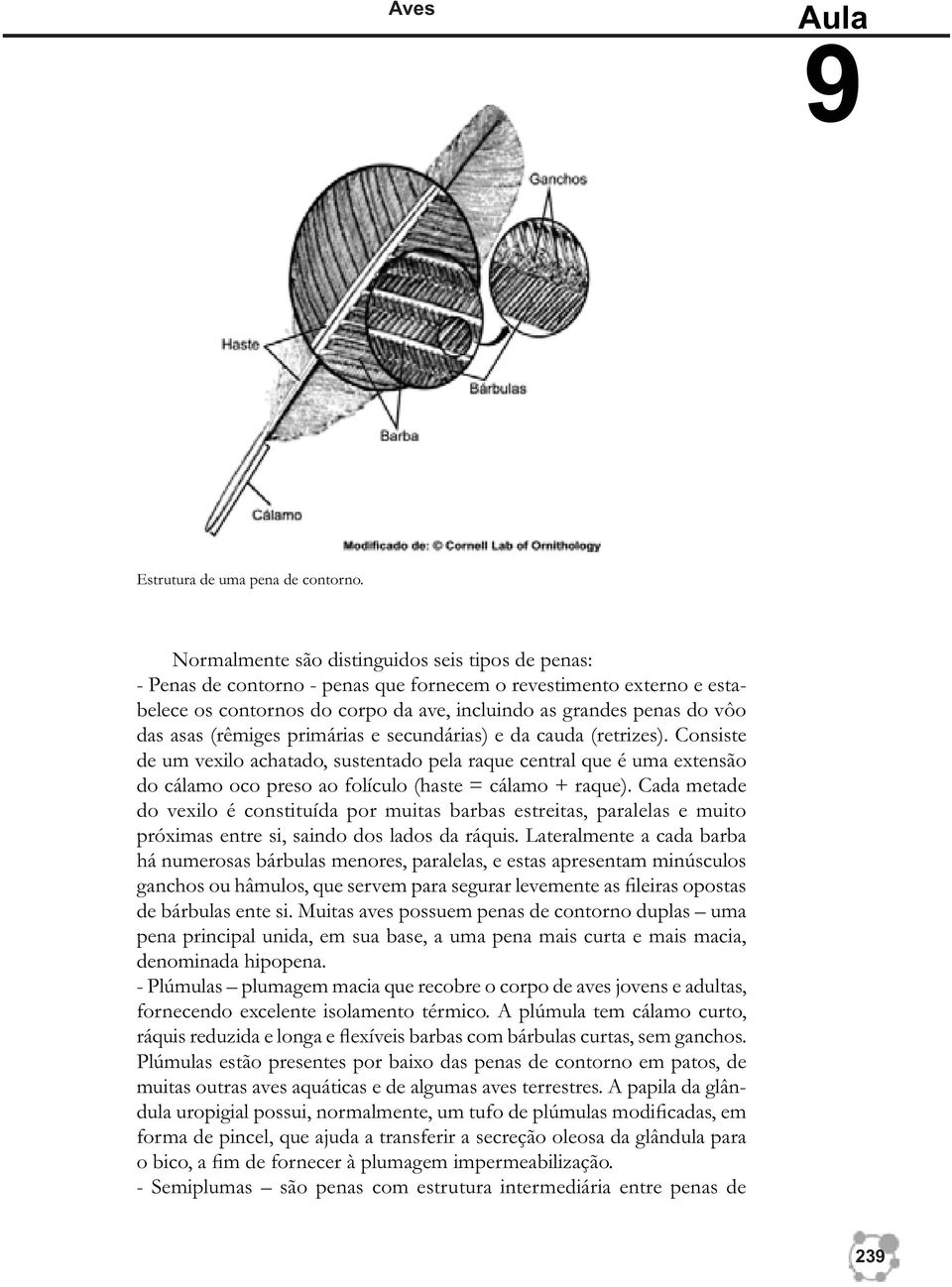 (rêmiges primárias e secundárias) e da cauda (retrizes). Consiste de um vexilo achatado, sustentado pela raque central que é uma extensão do cálamo oco preso ao folículo (haste = cálamo + raque).