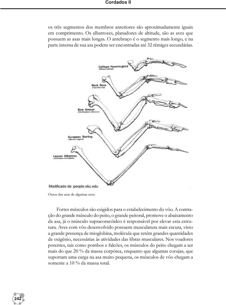 Fortes músculos são exigidos para o estabelecimento do vôo.