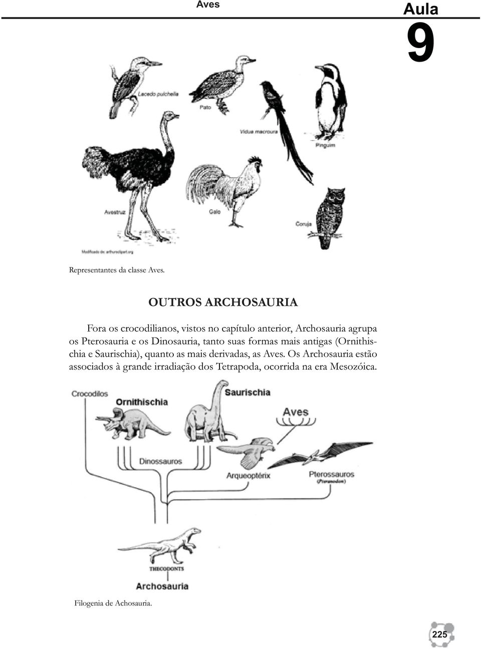 Pterosauria e os Dinosauria, tanto suas formas mais antigas (Ornithischia e Saurischia),