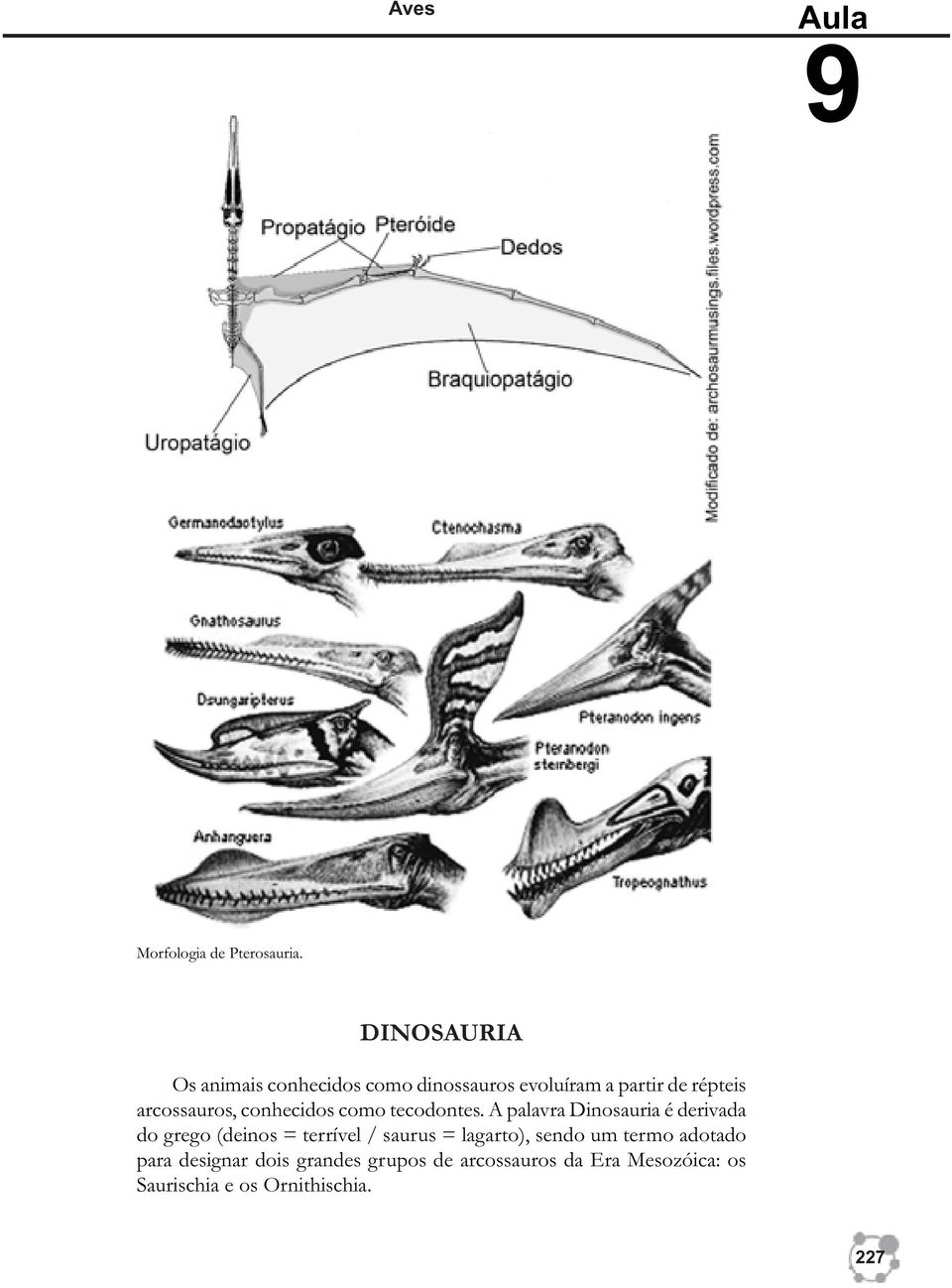 arcossauros, conhecidos como tecodontes.